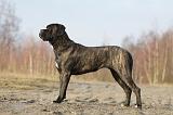 CANE CORSO 829